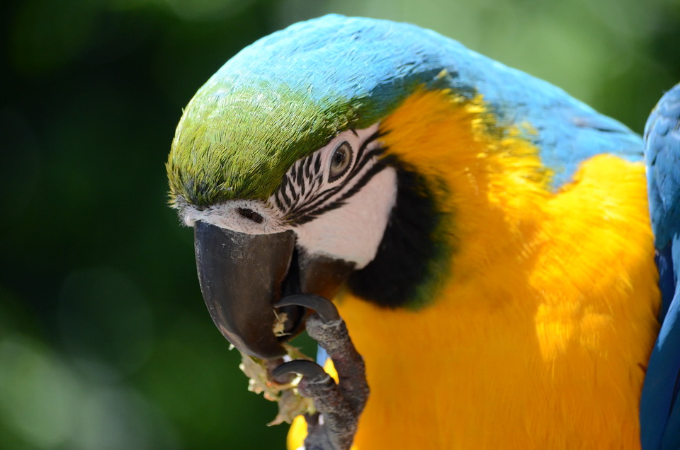 Parrot